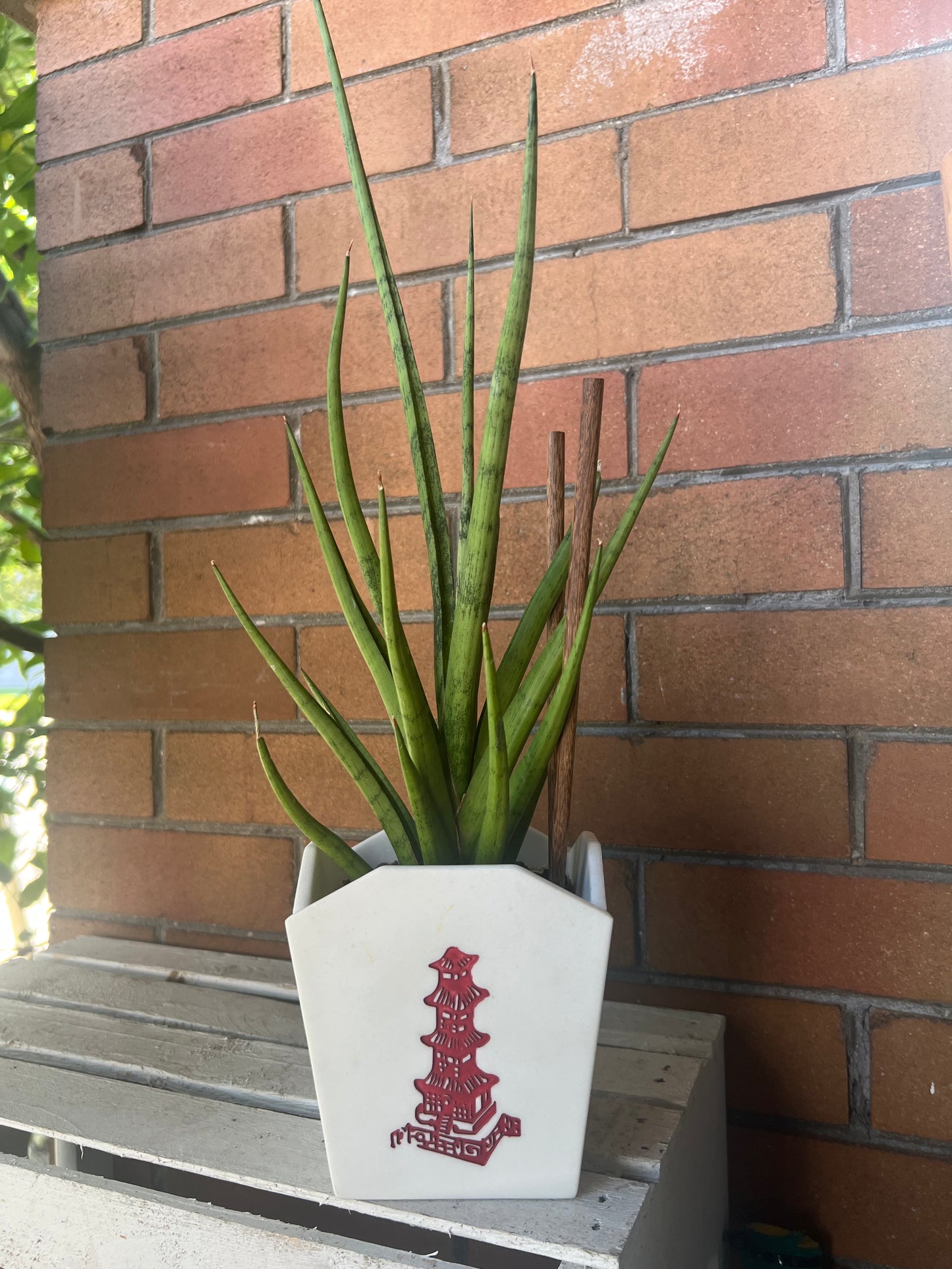 Sansevieria Tom Gracilis in resin Chinese Food Takeout container 🥡