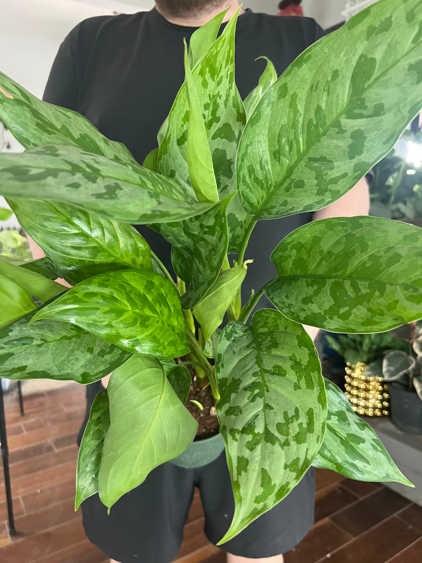 Aglaonema Army