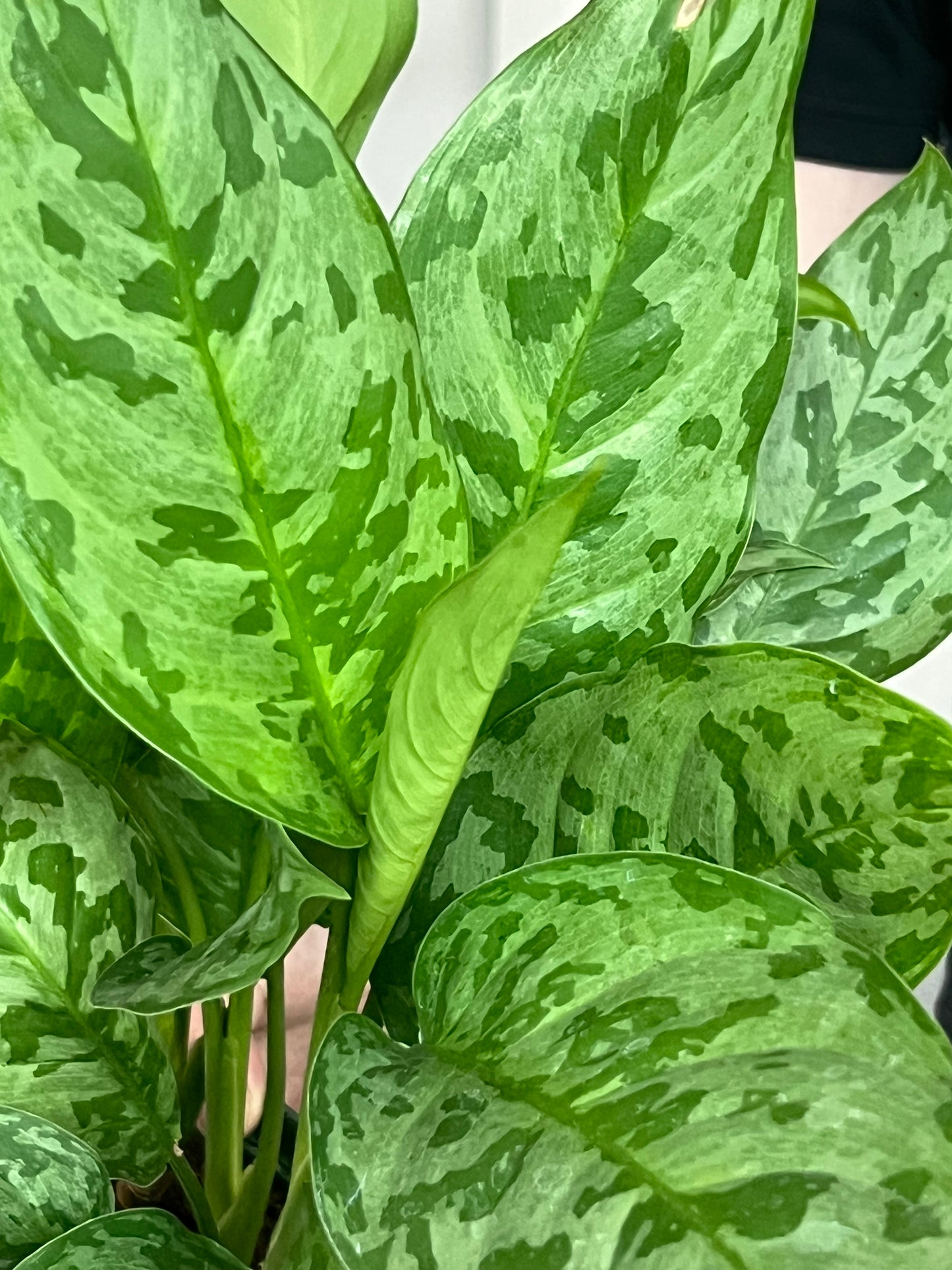 Aglaonema Army