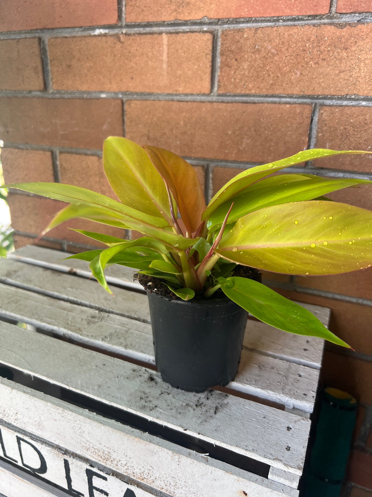 Philodendron Tangerine