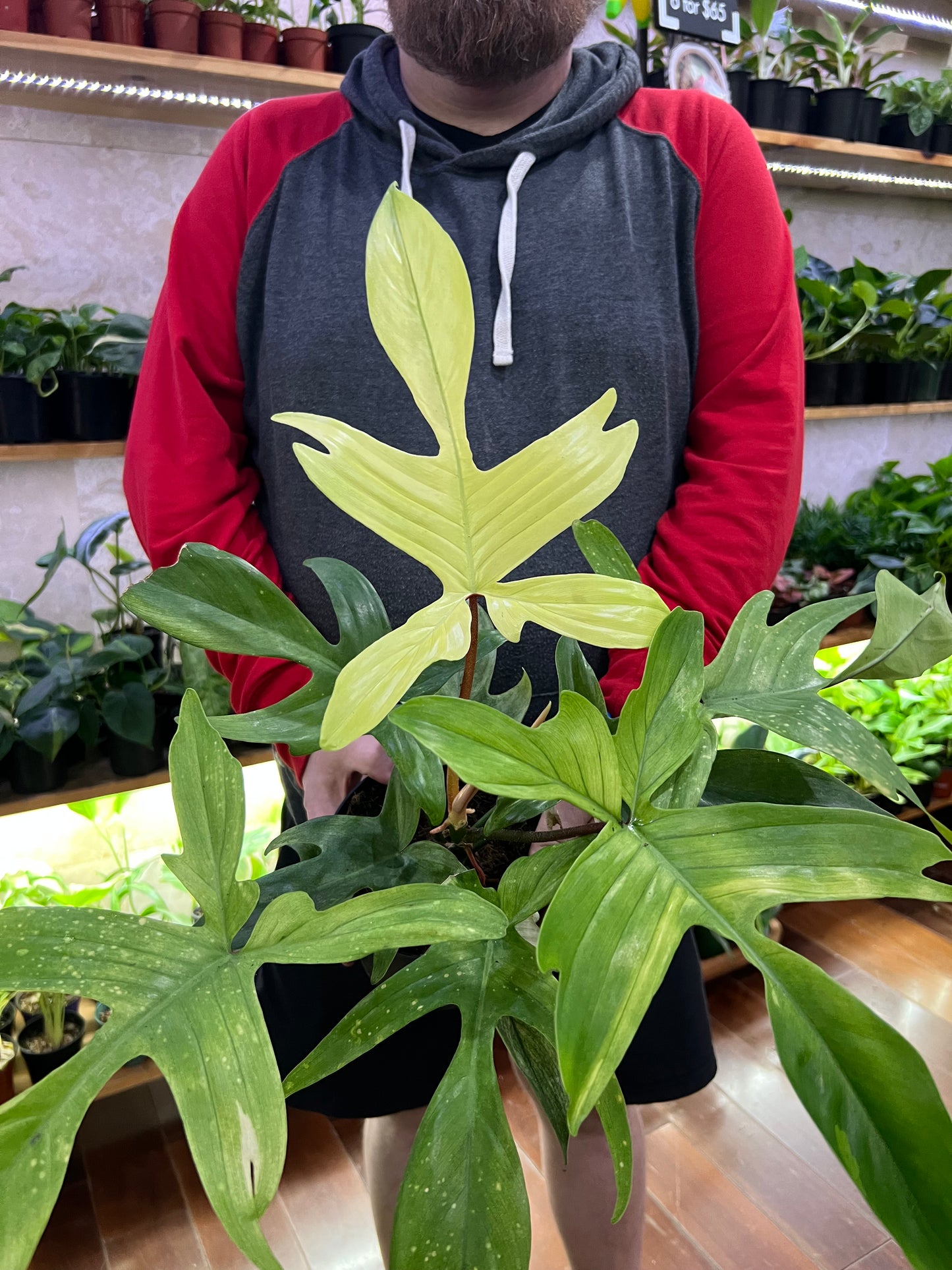 Philodendron Florida Ghost
