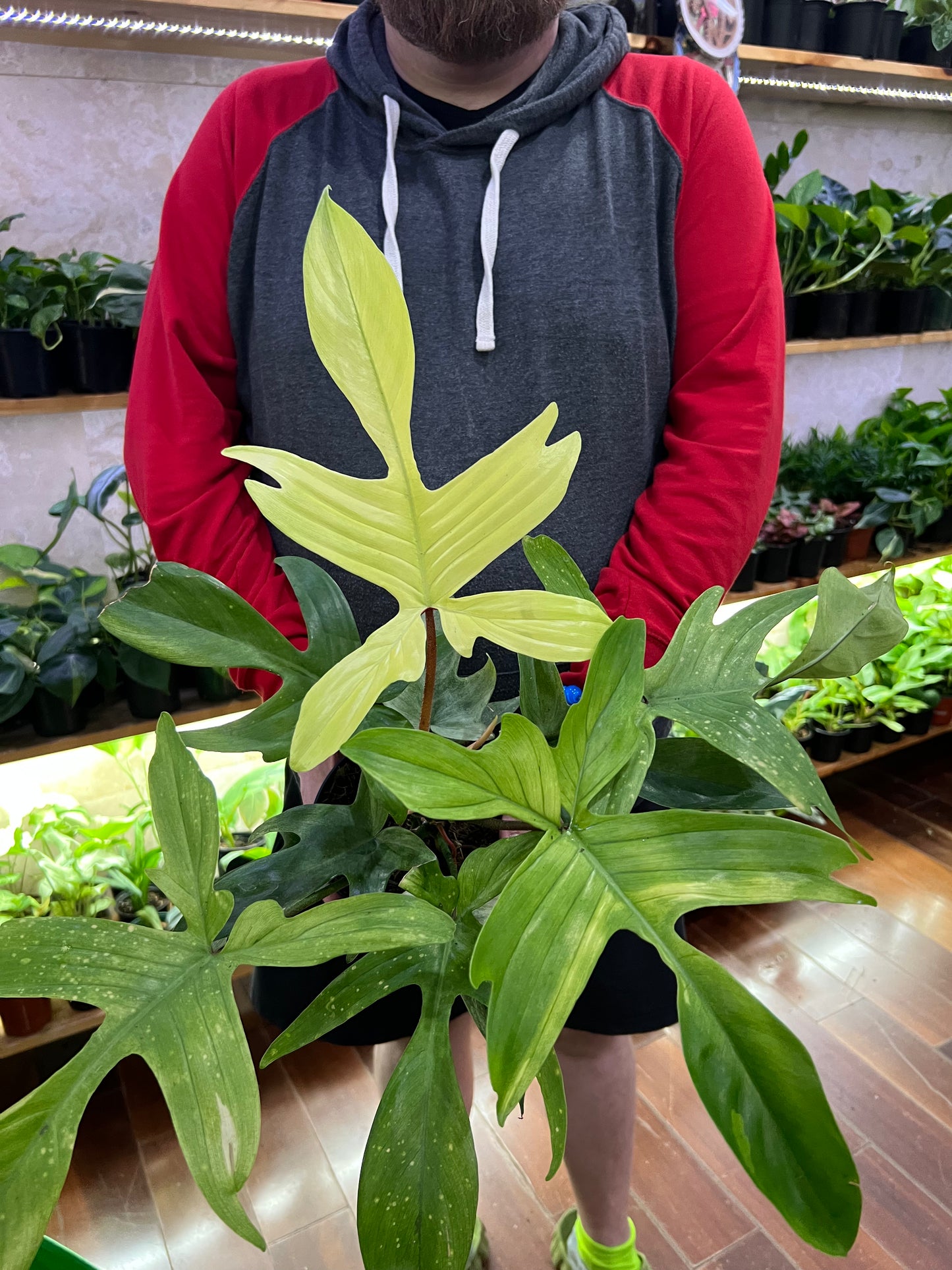 Philodendron Florida Ghost