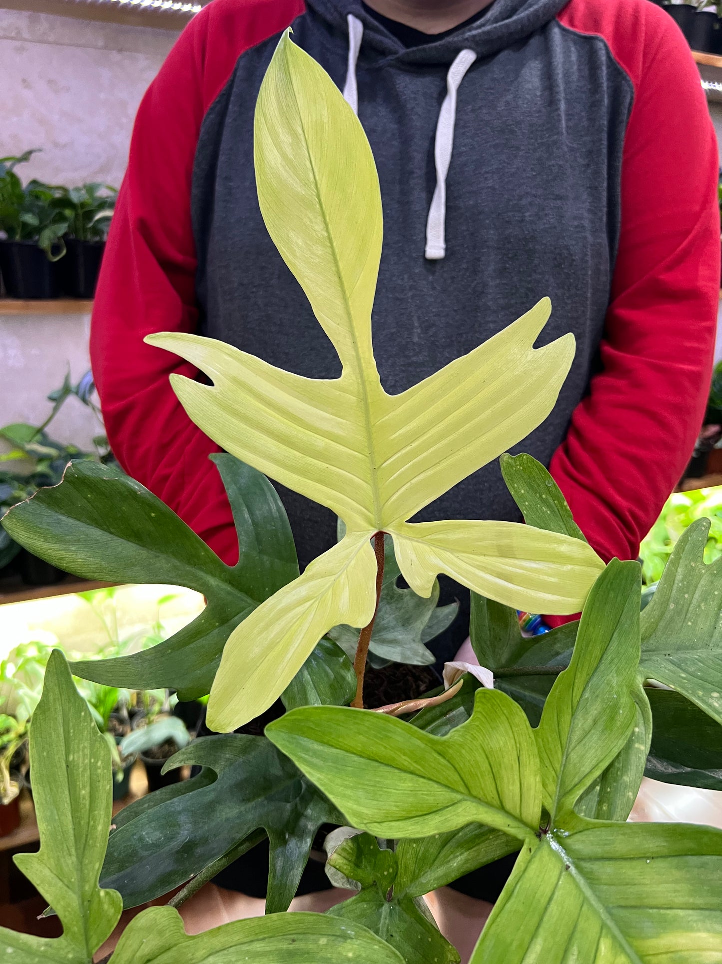 Philodendron Florida Ghost