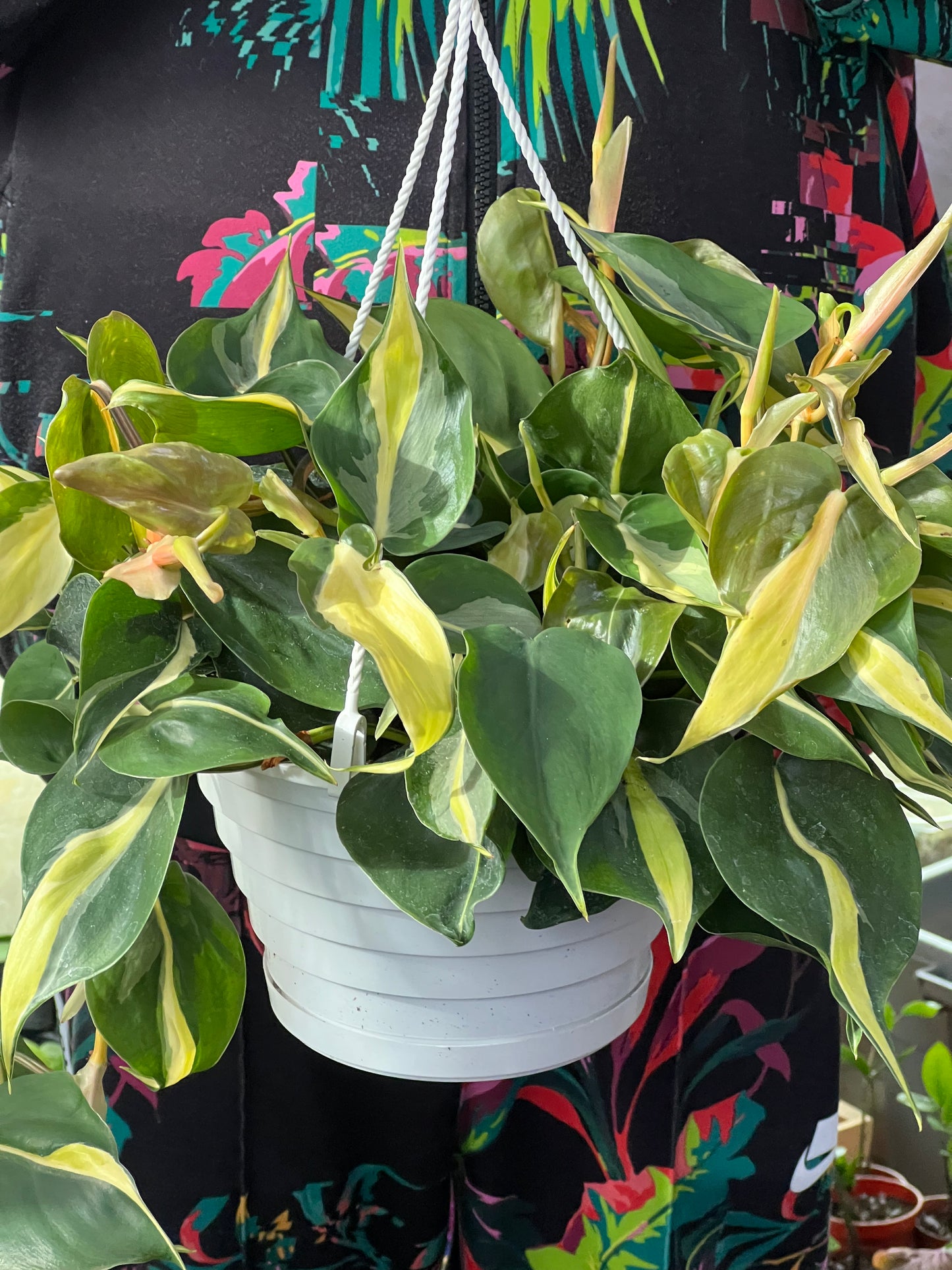 Philodendron Silver Stripe