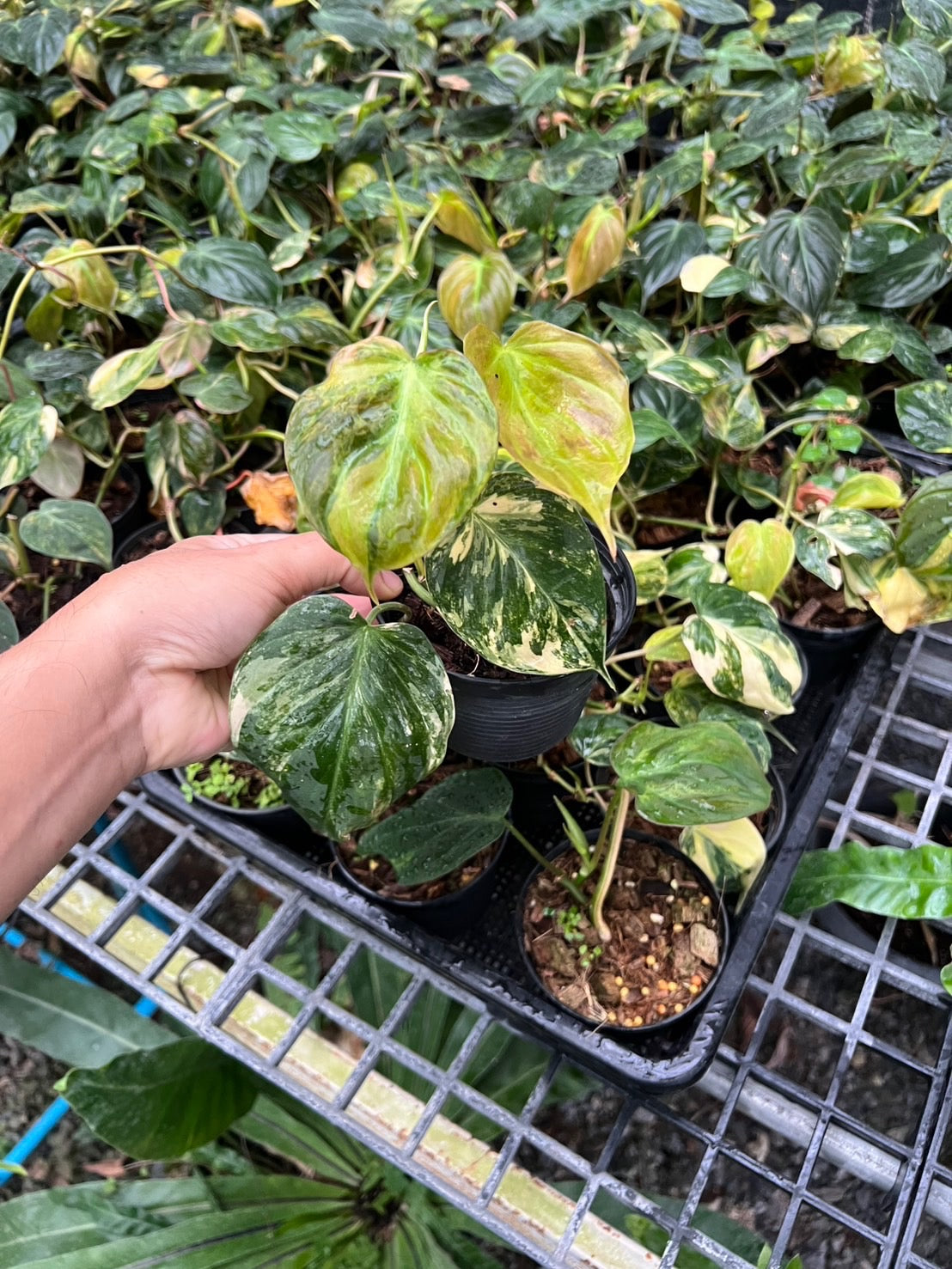 (Pre-Order) Philodendron Micans Variegated