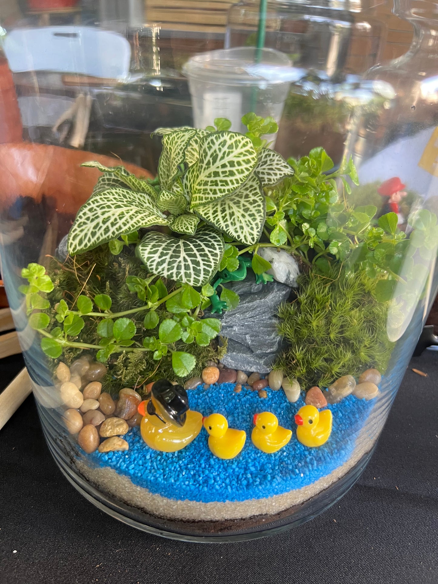 Terrarium Workshop - Sunday Oct 19