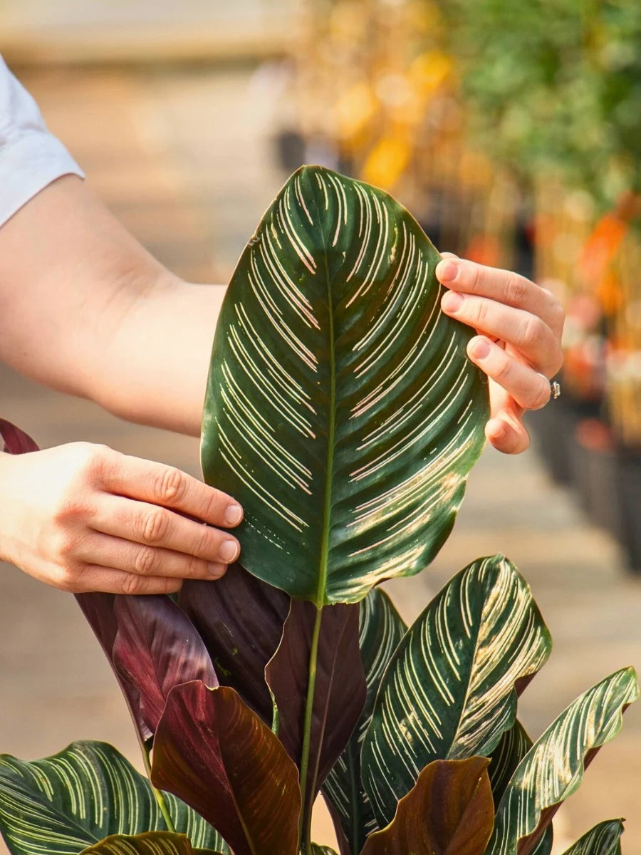 Calathea 101: Keeping Your Prayer Plants Beautiful