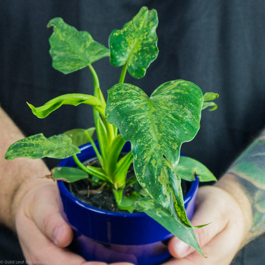 Philodendron Golden Dragon Variegated being held by a plant store owner with tattoos