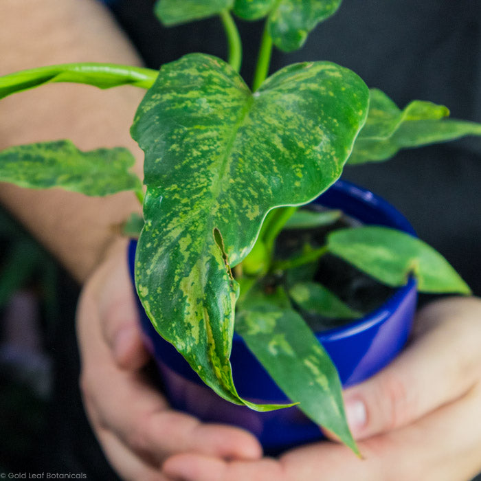 Philodendron Golden Dragon Variegated plant leaf up close