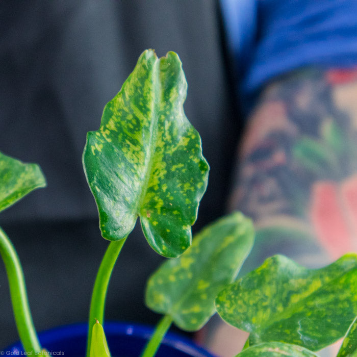 zoomed in on a Philodendron Golden Dragon Variegated leaf