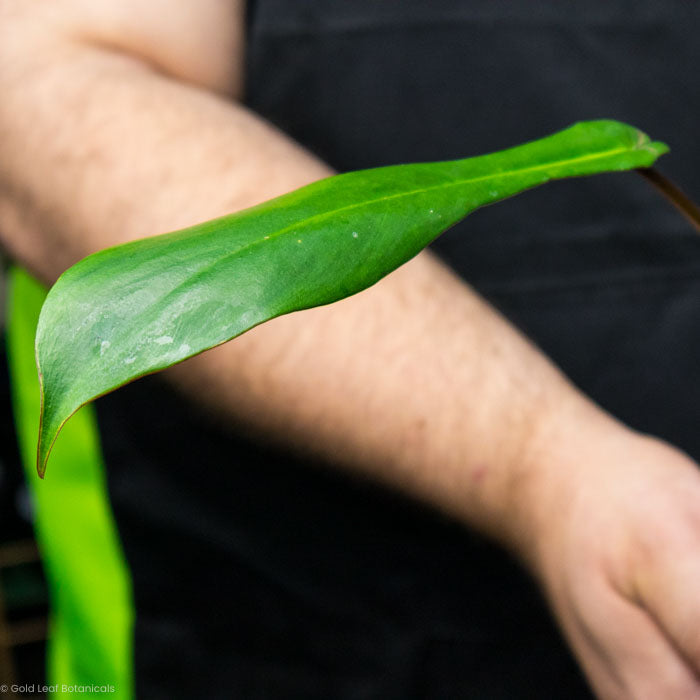 finger philodendron care Philodendron Joepii Care