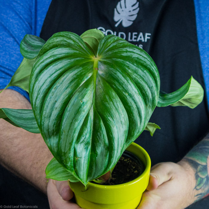 Philodendron Plowmanii shiny big leaf up close with its green patterns
