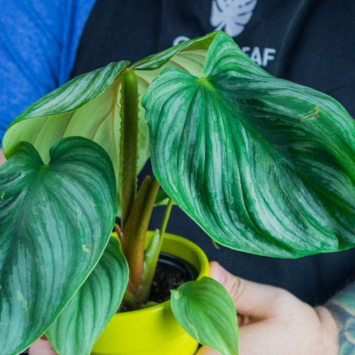 Philodendron Plowmanii stem and stalk up close