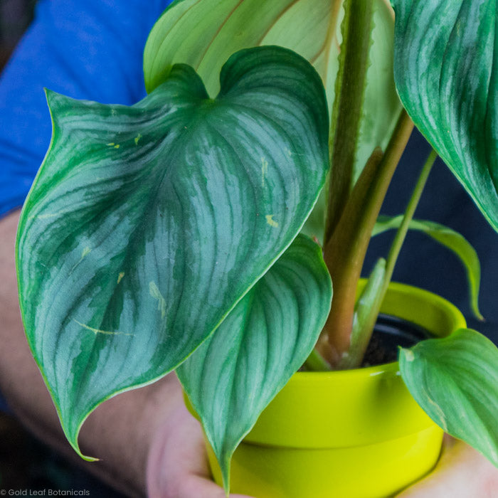 Philodendron Plowmanii in a yellow pot, with care guides and growing instructions