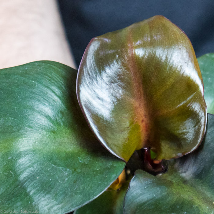 Philodendron Red Heart red stem up close