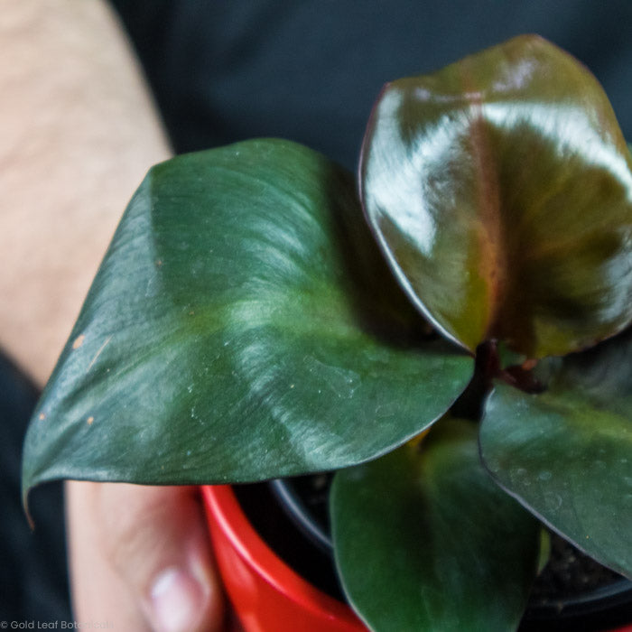 Philodendron Red Heart leaf up close