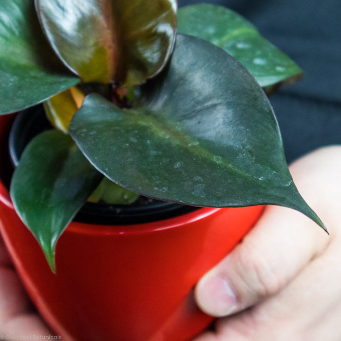 Philodendron Red Heart close up of its leaves