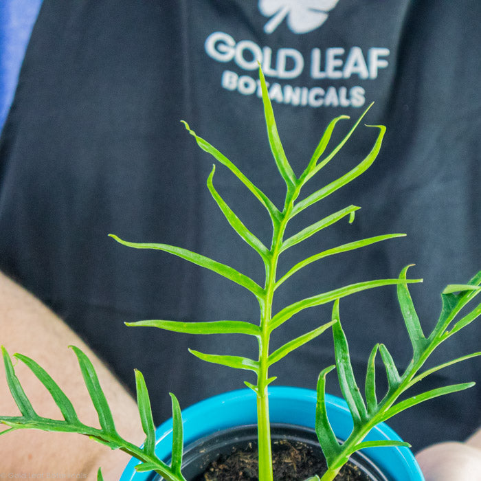 Philodendron Tortum leaves close up