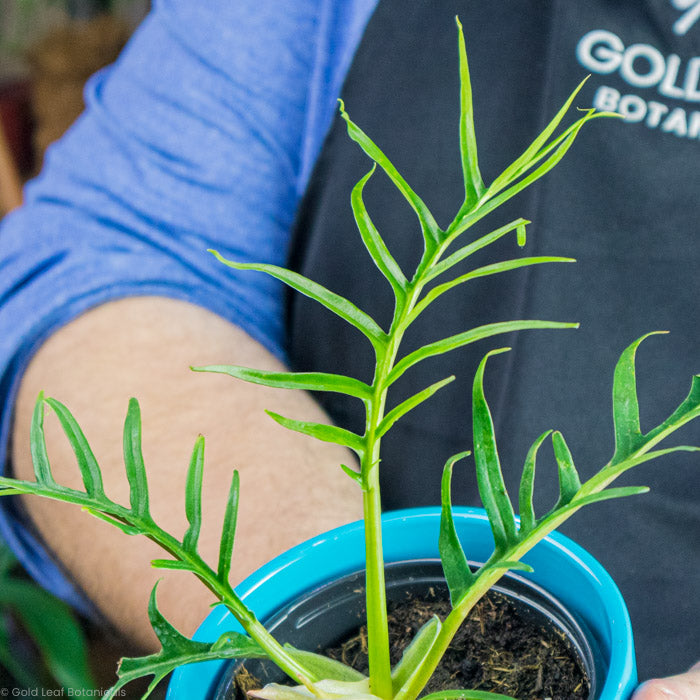 Philodendron Tortum for sale in a plant store in Waterloo ontario