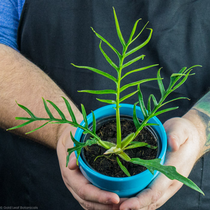 Philodendron Tortum plant care guide and growing instructions