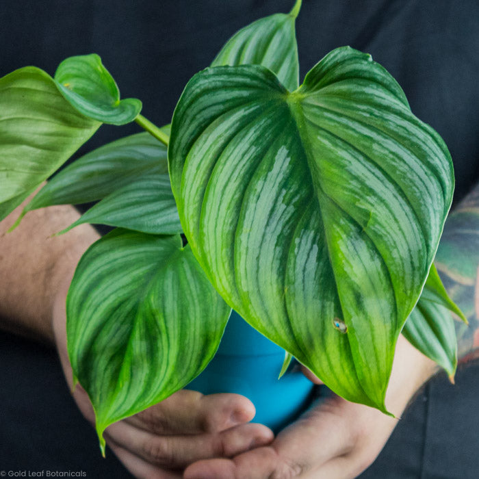 humidity for philodendron Philodendron Pastazanum Care