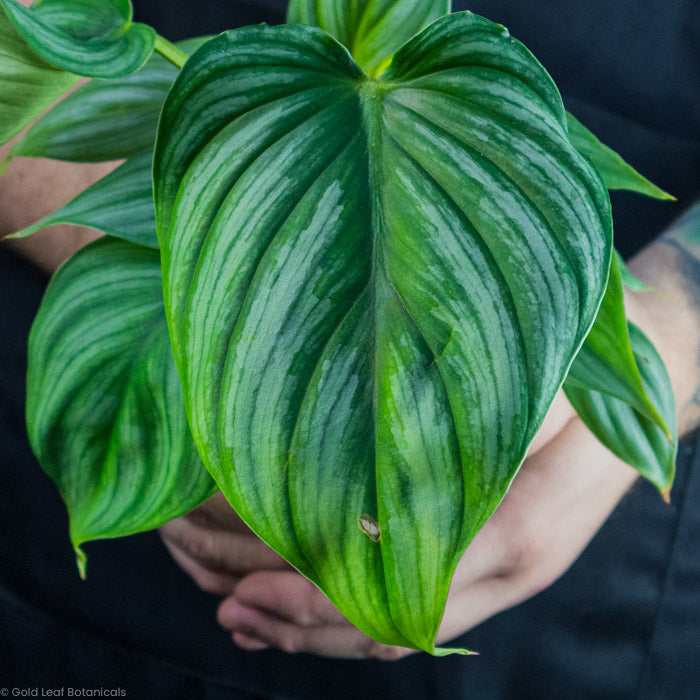 Philodendron Pastazanum big leaf close up with all it's leaf patterns