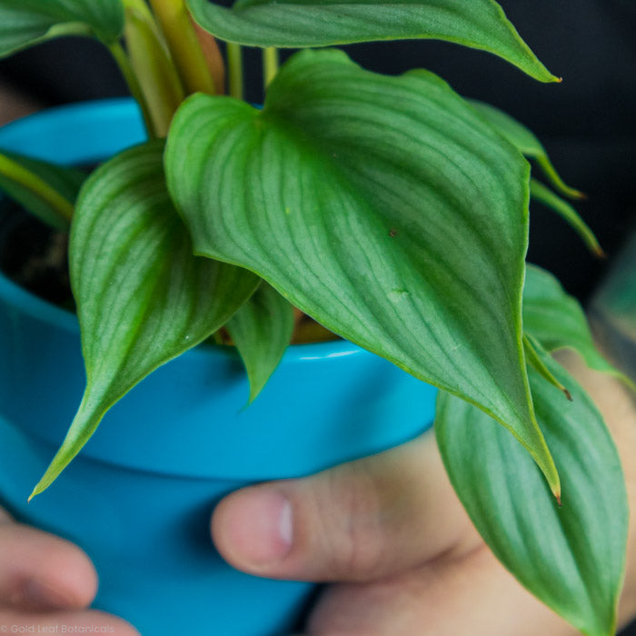 Philodendron Pastazanum Plant leaf close up