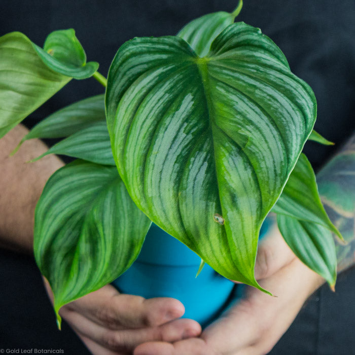 Philodendron Pastazanum plant leaf
