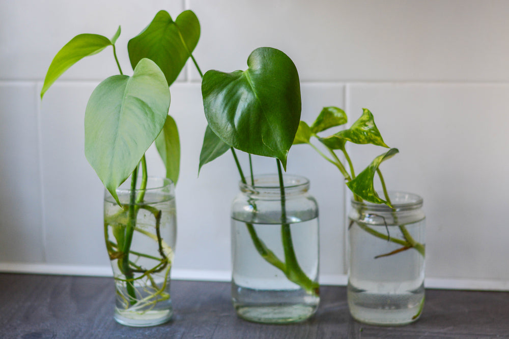 🪴 Propagation & Plant Care 101 Workshop – May 18