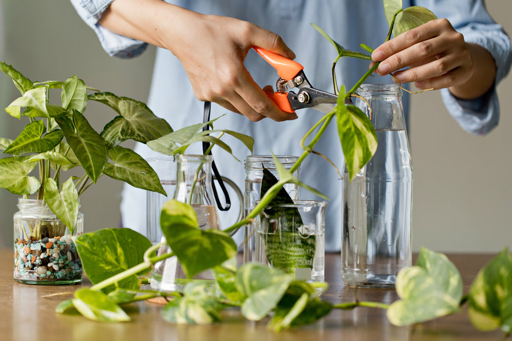 🪴 Propagation & Plant Care 101 Workshop – May 18