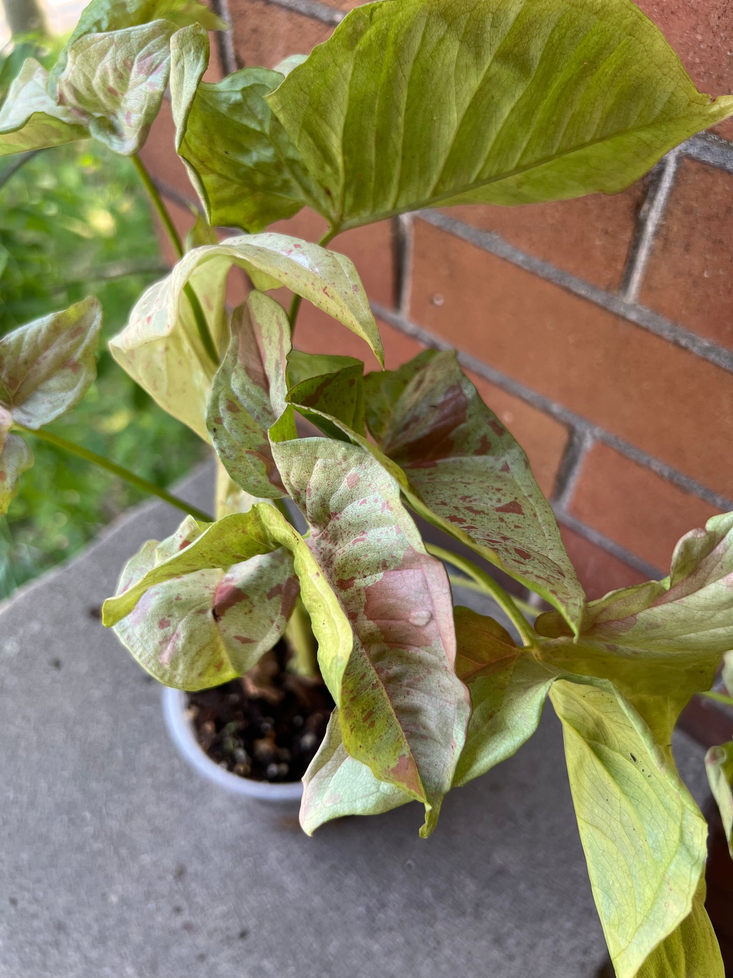 Syngonium Milk Confetti