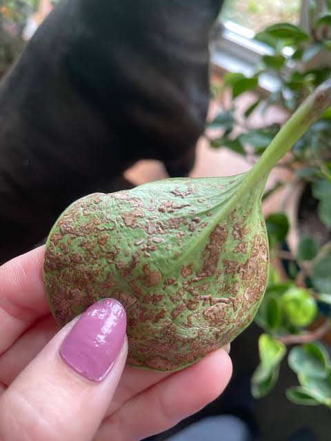 Battle of the Bugs: Master the Mealy Bug Informational Session