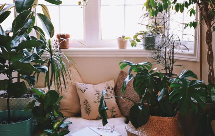 Lighting 101: Understanding Light for Thriving Houseplants