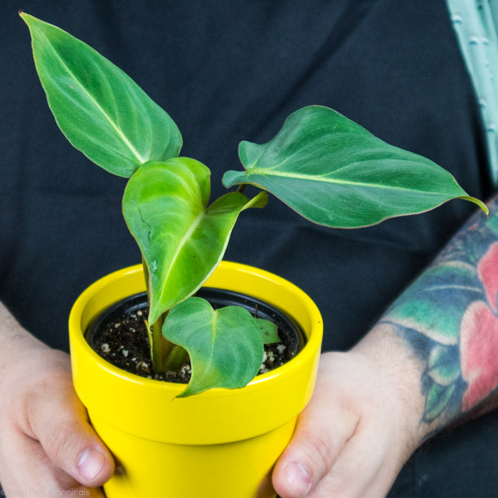 philodendron gloriosum humidity Philodendron Gloriosum Care Tips and Light Requirements – Gold Leaf Botanicals