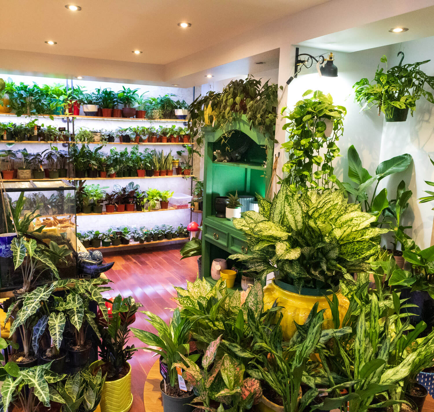 Our Waterloo plant store filled with tropical house plants