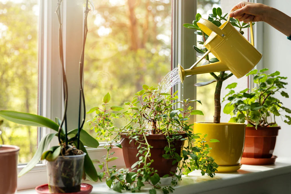 Watering 101: The Secret to Healthy, Happy Houseplants