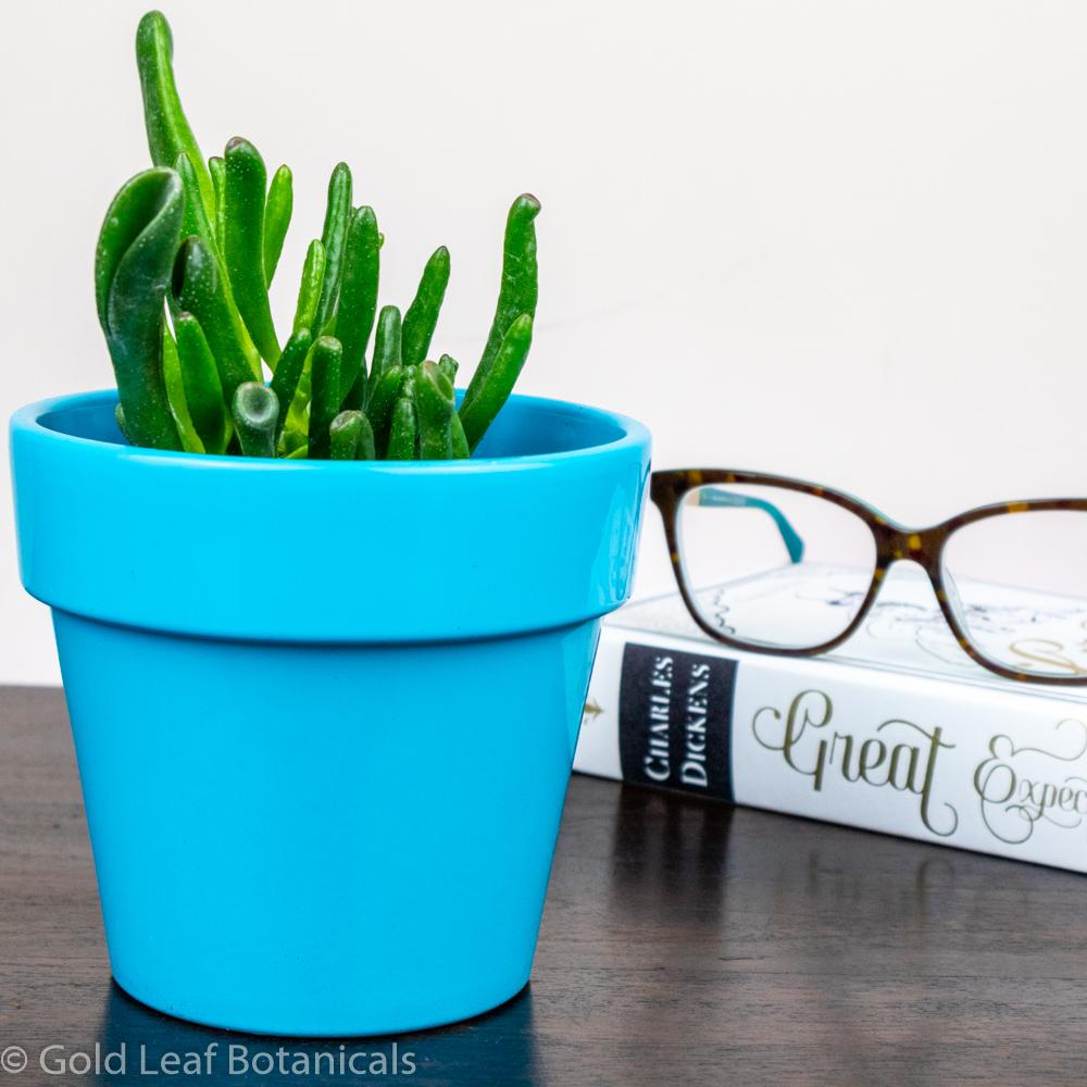 jade hobbit plant care Jade Plant (Crassula Ovata / Hobbit / Golum) Care