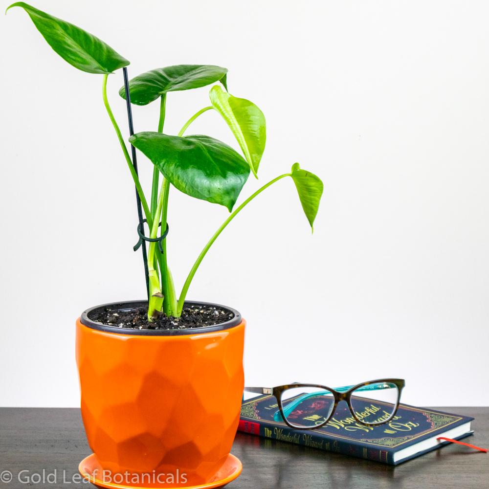 Monstera Deliciosa Water Requirements