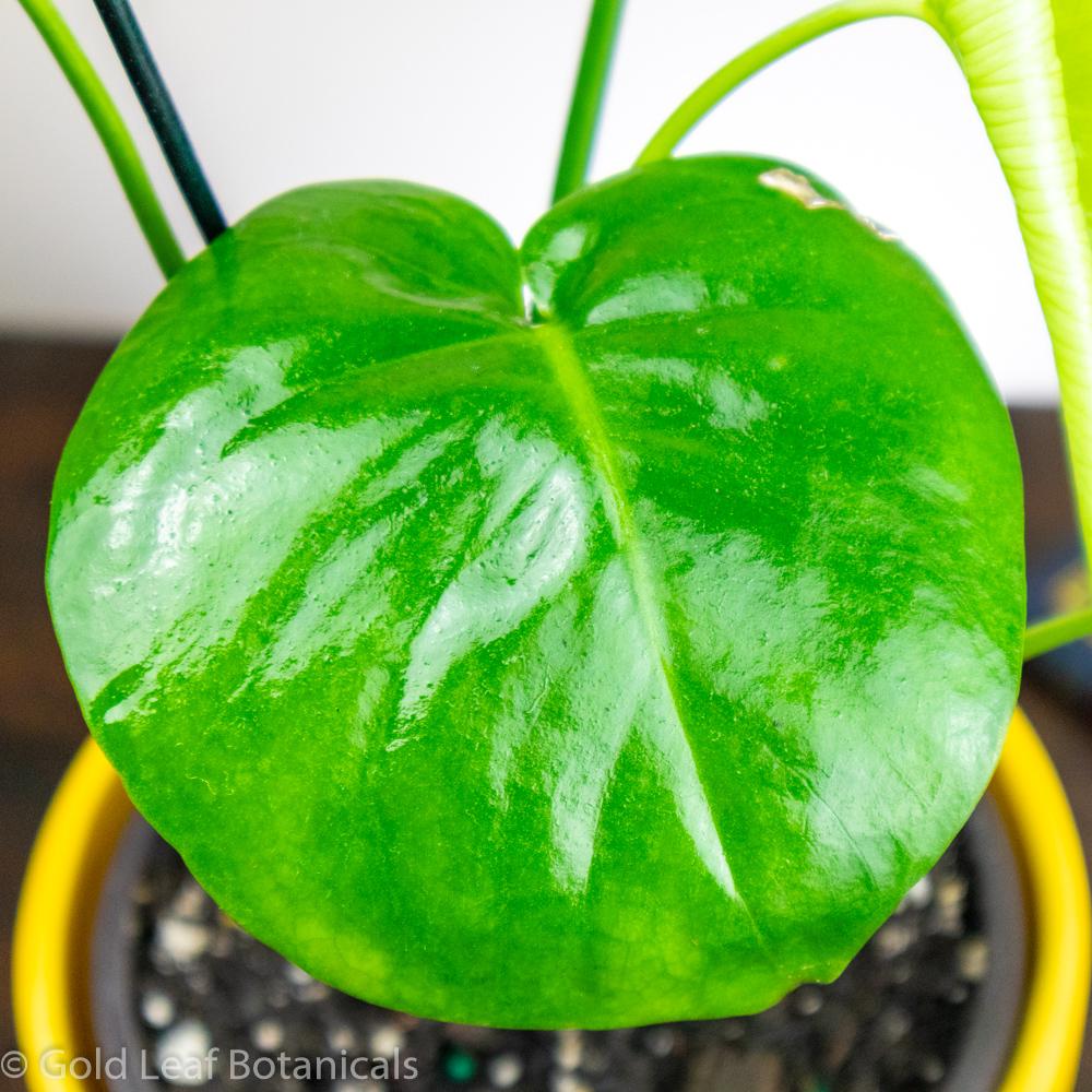 Monstera Deliciosa Sun Requirements