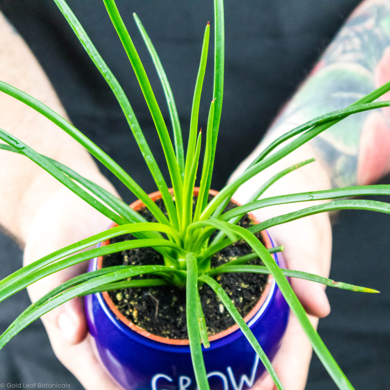 Agave Spaghetti Strap