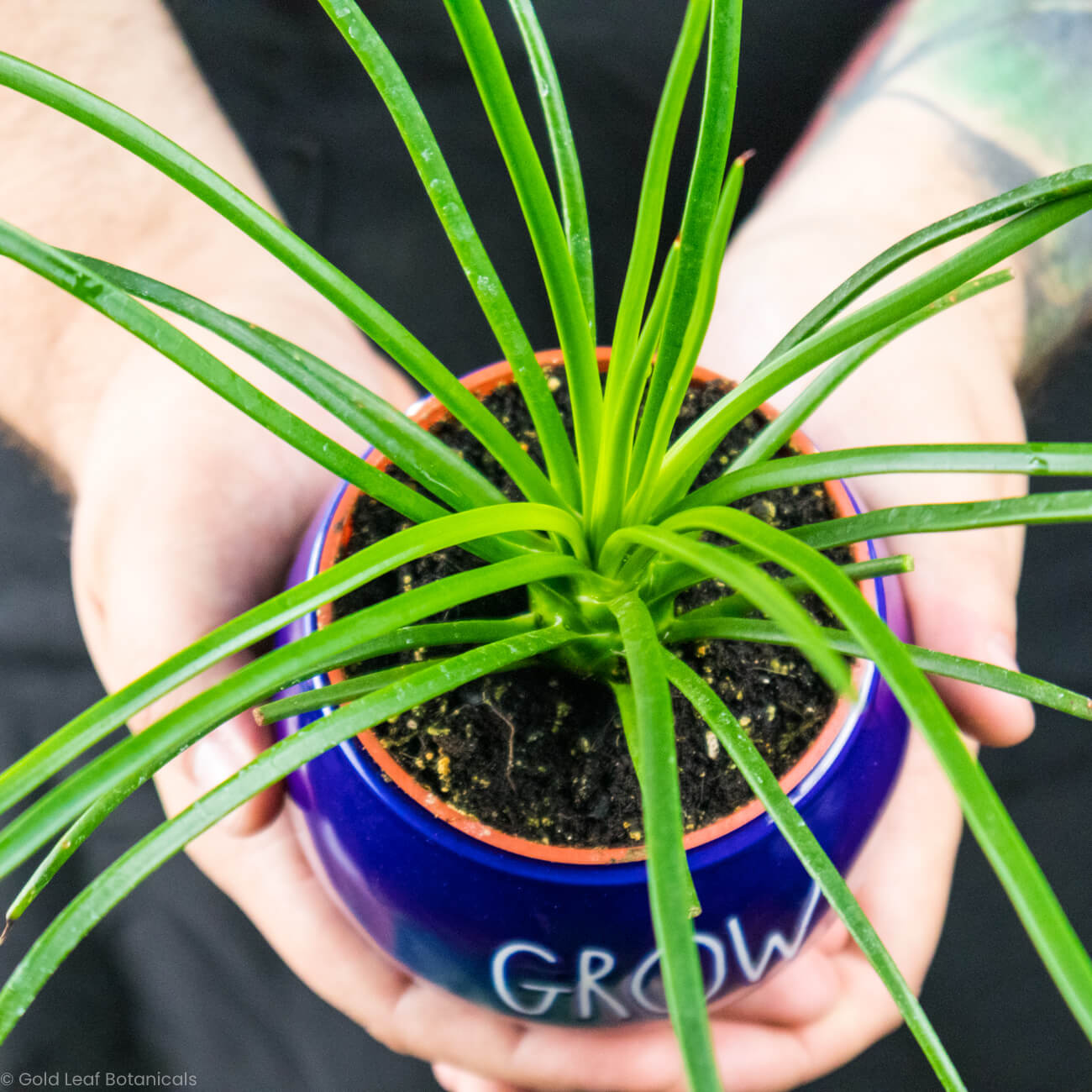 Agave Spaghetti Strap