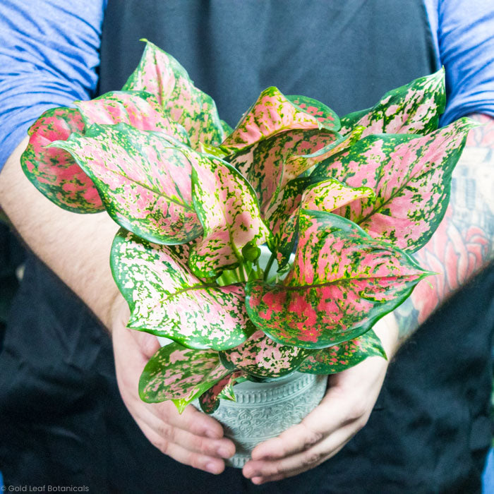 aglaonema plant in water Aglaonema Anyamanee Care