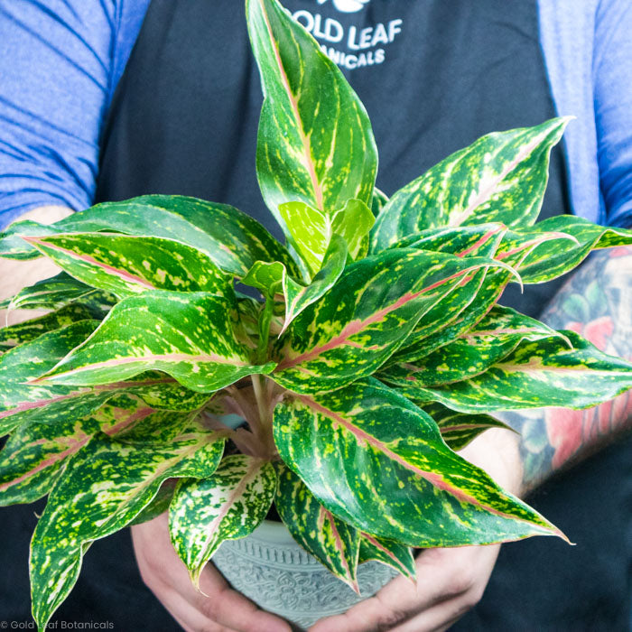 aglaonema gemini supreme Aglaonema Dazzling Gem Care