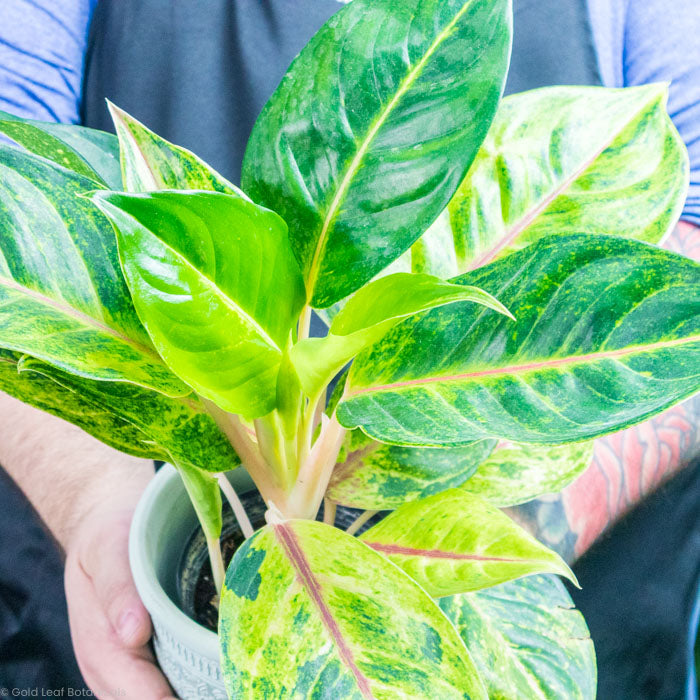 Aglaonema Green Papaya