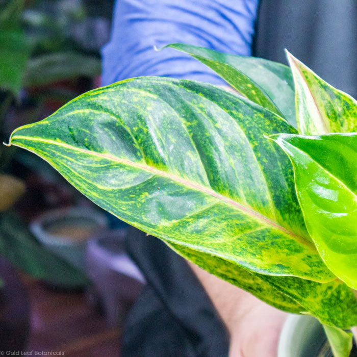 Aglaonema Green Papaya