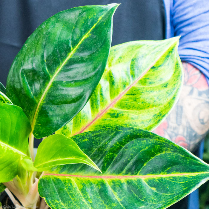 Aglaonema Green Papaya