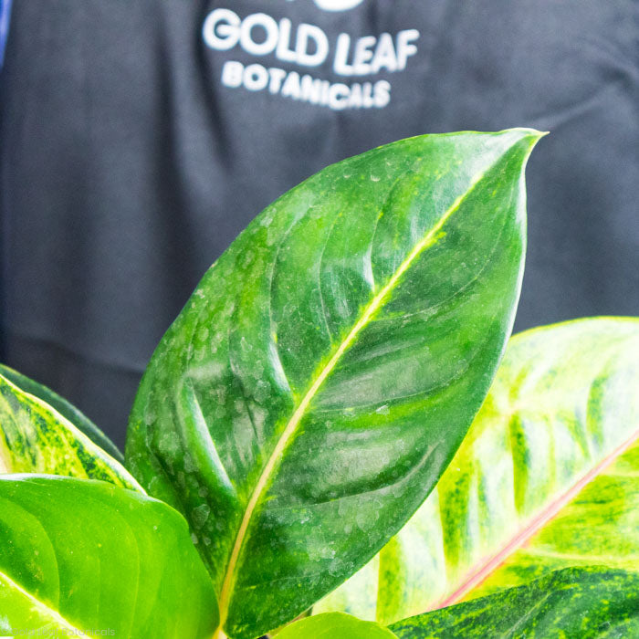 Aglaonema Green Papaya