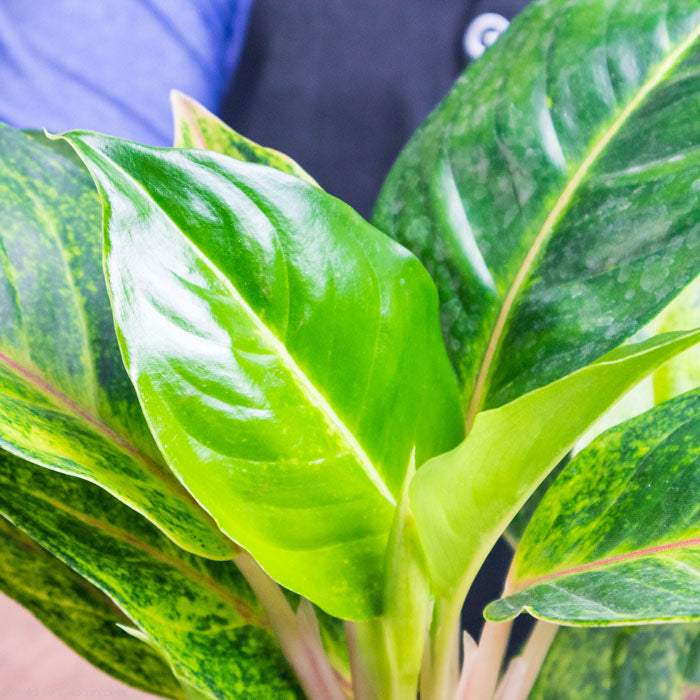Aglaonema Green Papaya