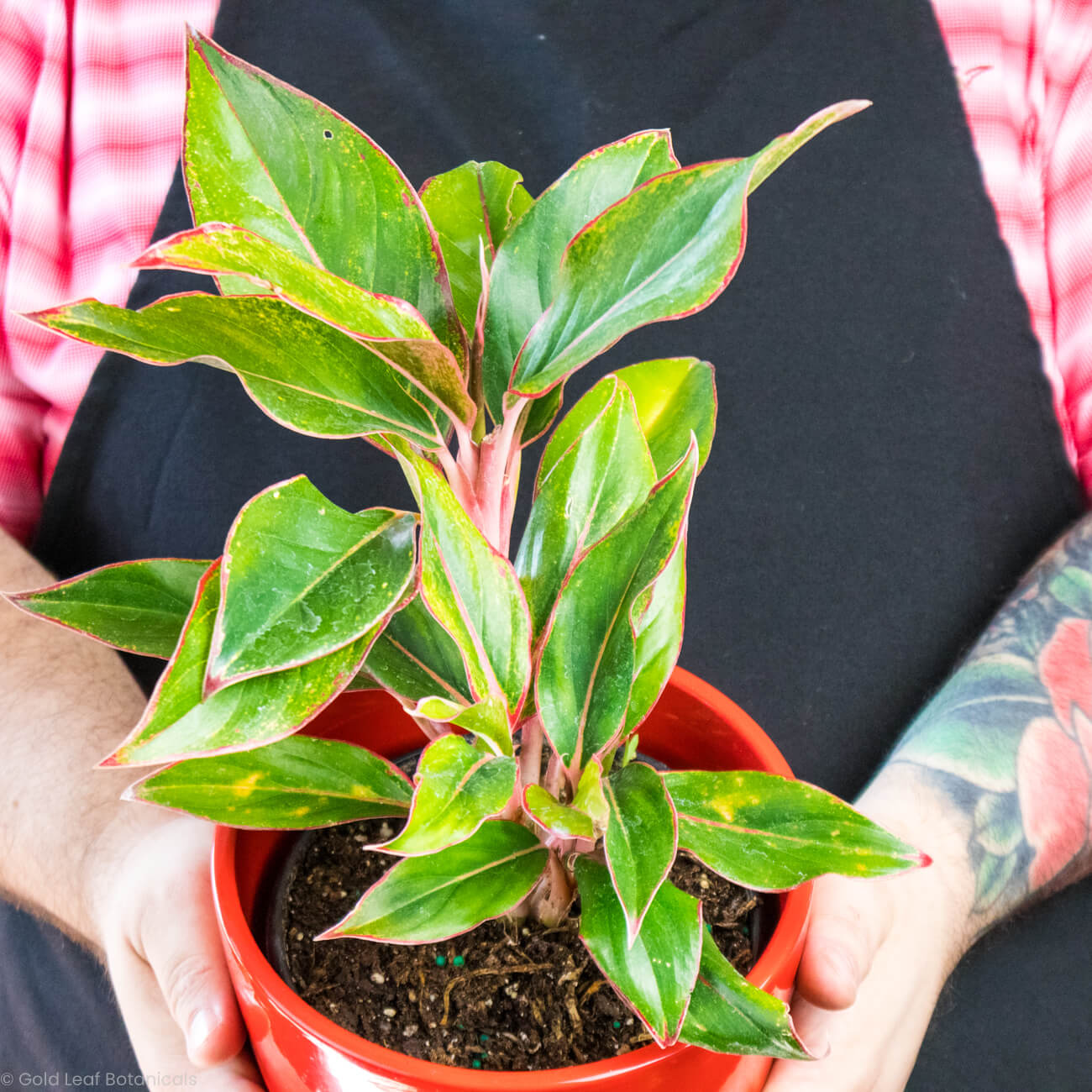 aglaonema hybrid care Aglaonema Hybrid Variant 1 – Gold Leaf Botanicals