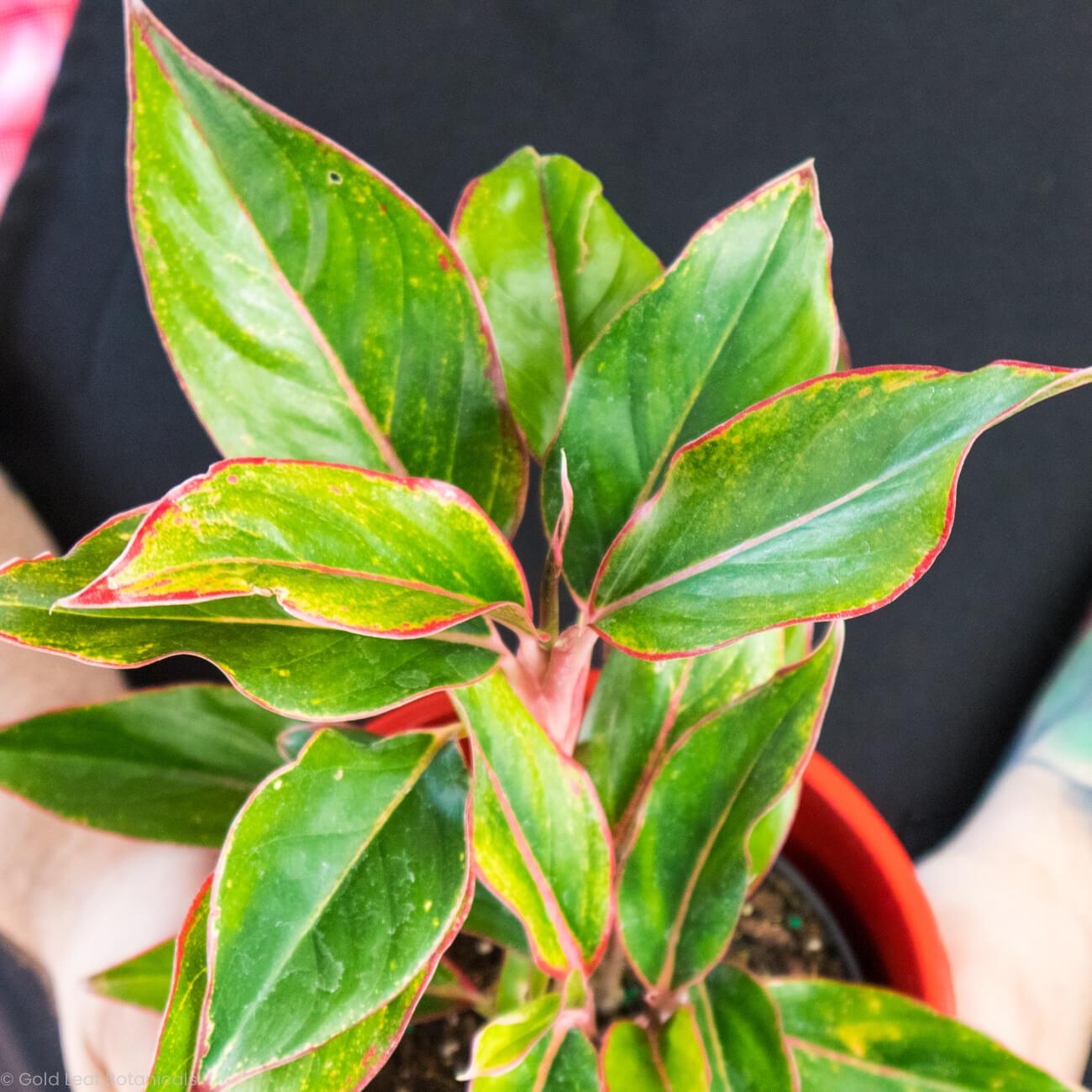 Aglaonema Hybrid Variant